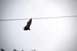 Image of Marianas Flying Fox