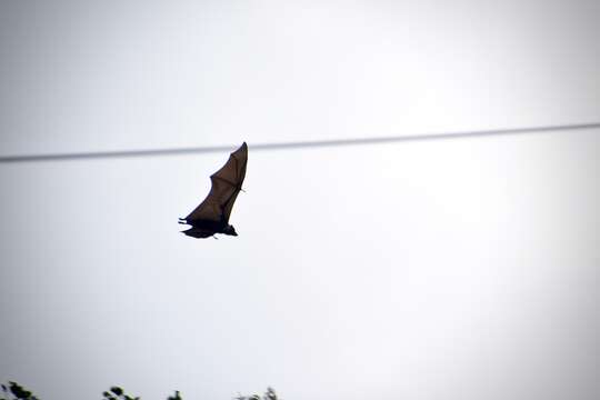 Image of Marianas Flying Fox