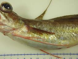 Image of Red hake