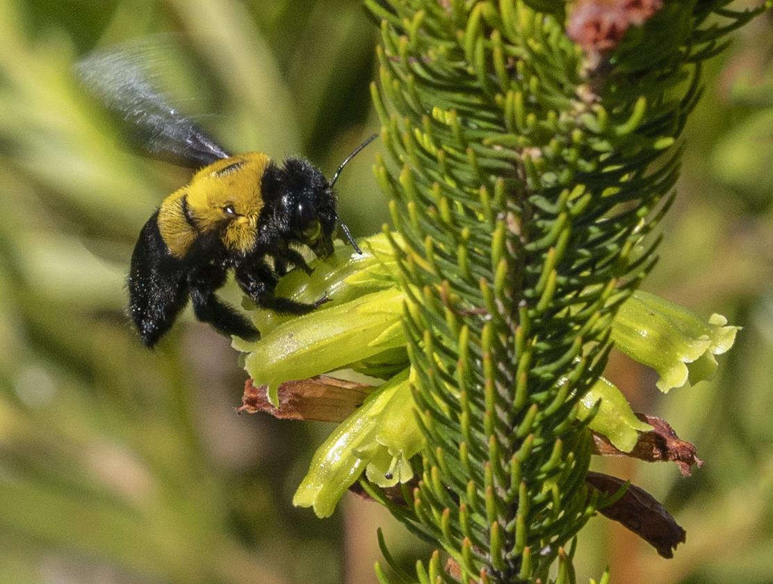 Plancia ëd Xylocopa watmoughi Eardley 1983