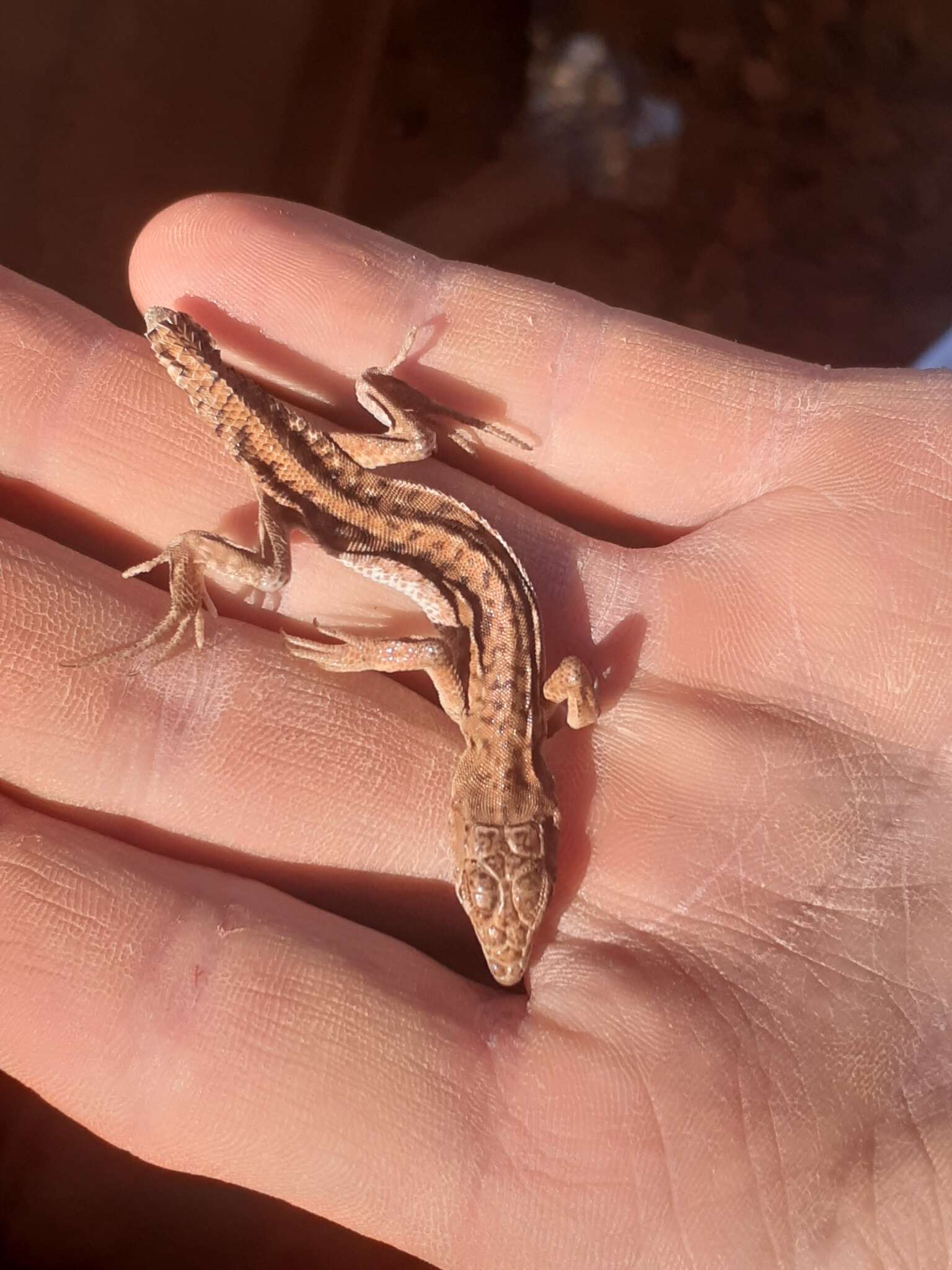 Plancia ëd Acanthodactylus busacki Salvador 1982