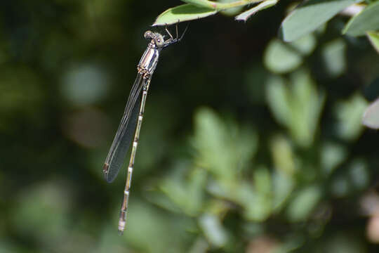 Image of Austrolestes aridus (Tillyard 1908)