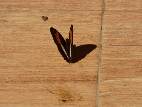 Image of Adelpha boeotia