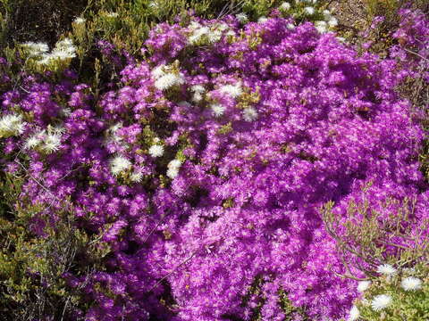 Imagem de Drosanthemum hispidum (L.) Schwant.