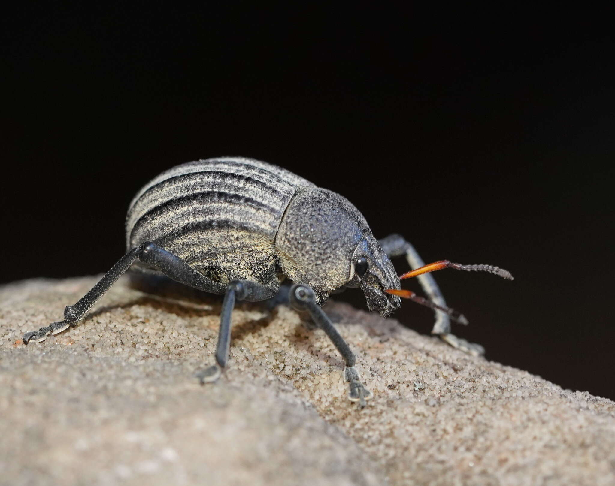 Image of Psapharus ruficornis (Blackburn 1893)