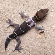 Image of Boulenger’s Indian Gecko