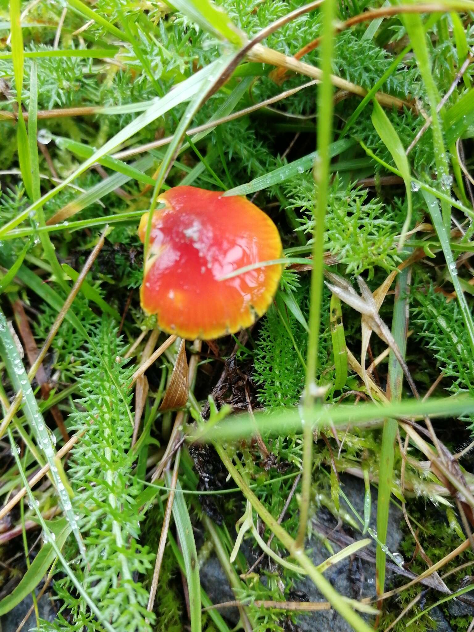 Image of Hygrocybe mucronella (Fr.) P. Karst. 1879