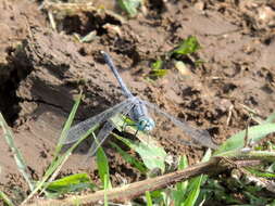 Image of Diplacodes trivialis (Rambur 1842)