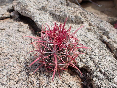 Image of Ferocactus gracilis subsp. gracilis