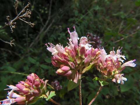 Image of Origanum vulgare subsp. vulgare