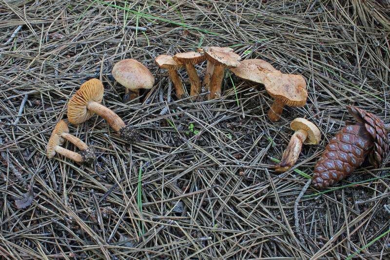 Plancia ëd Tricholoma psammopus (Kalchbr.) Quél. 1875