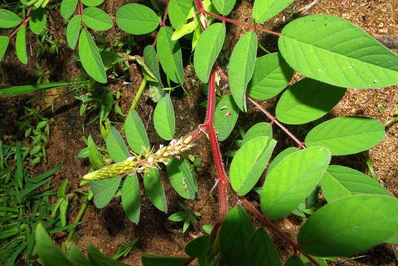 Indigofera astragalina DC.的圖片