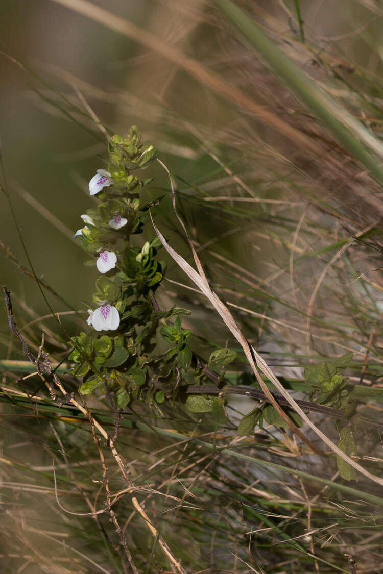 Image of Justicia protracta (Nees) T. Anders.