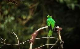 Image of Crested Quetzal