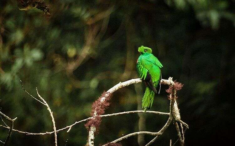 Image of Crested Quetzal