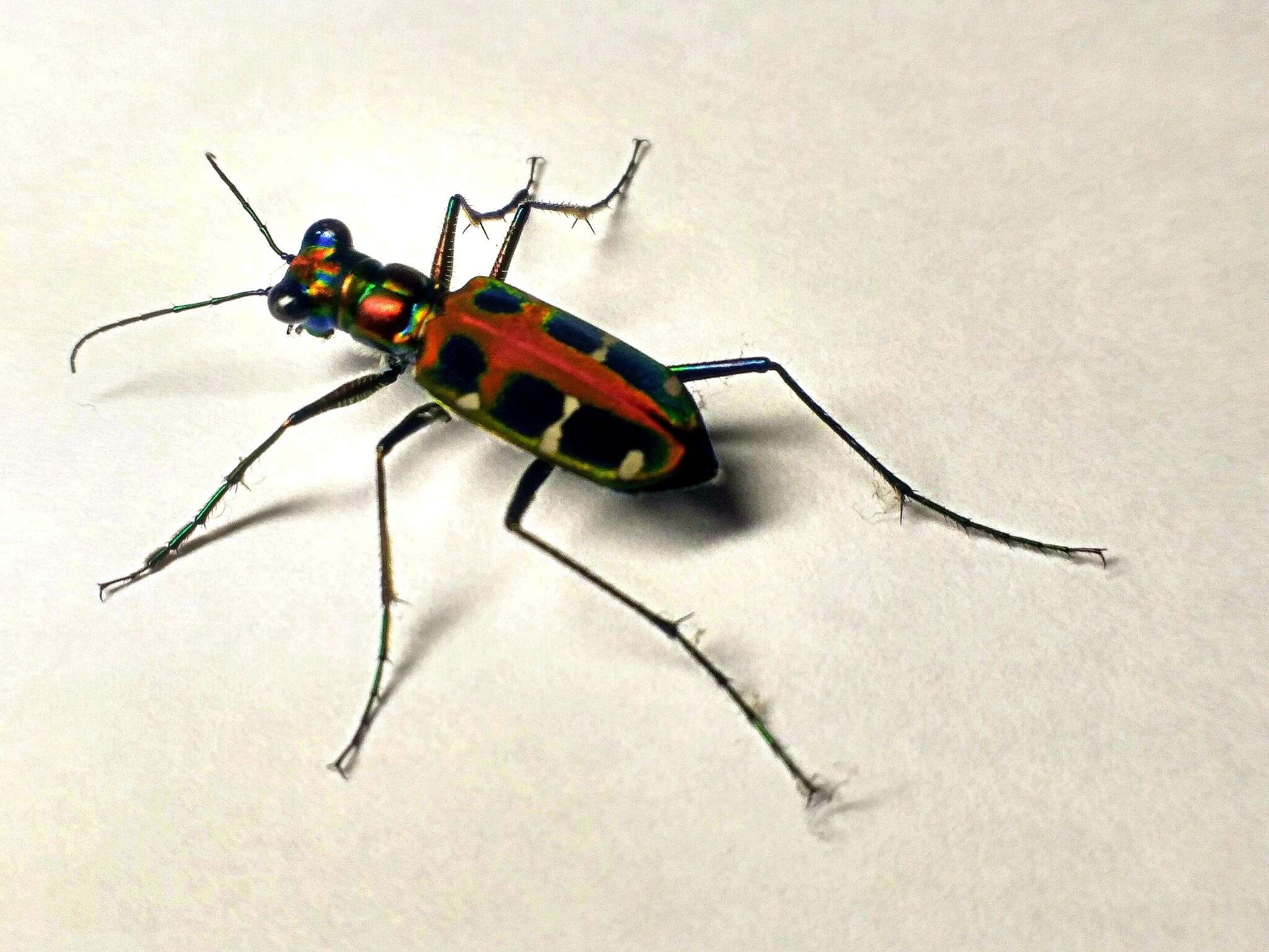 Image of Cicindela (Cosmodela) duponti Dejean 1826