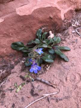 Image of low beardtongue