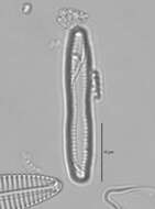 Image of Fragilaria capucina var. mesolepta