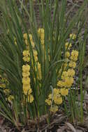 Image of Lomandra multiflora subsp. multiflora