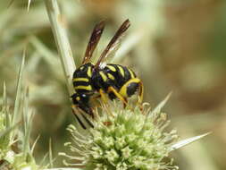 Image de Leucospis gigas Fabricius 1793