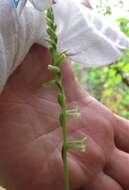 Image of Spiranthes sylvatica P. M. Br.