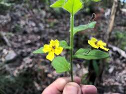 Image of Goodenia heterophylla subsp. teucriifolia (F. Müll.) R. Carolin