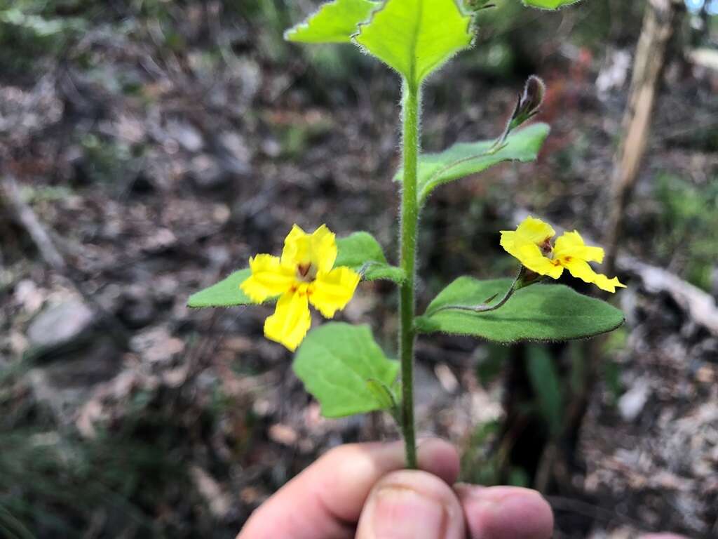 Image of Goodenia heterophylla subsp. teucriifolia (F. Müll.) R. Carolin