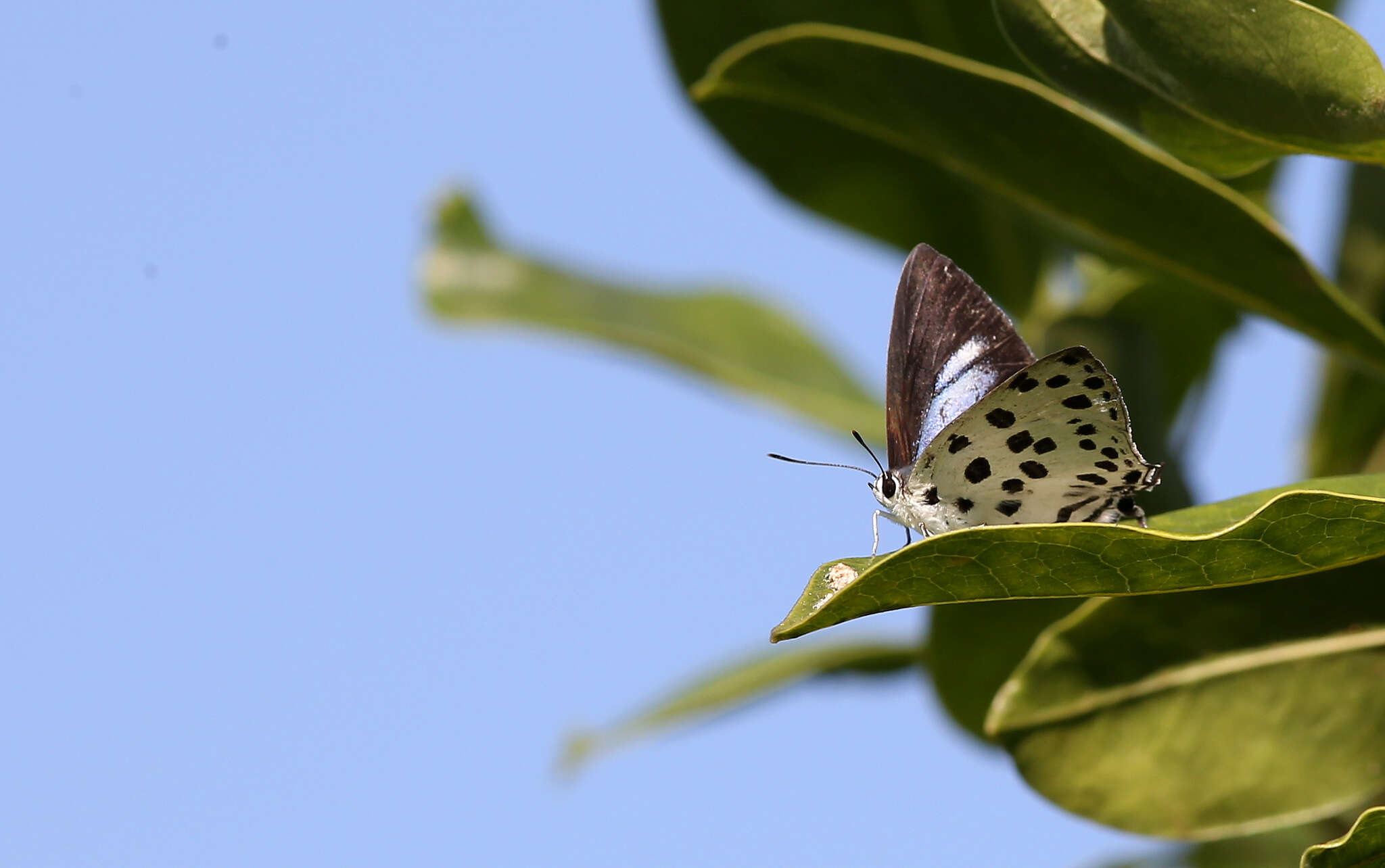 Image of <i>Tajuria maculatus</i>