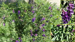 Image of Vicia amurensis Oett.