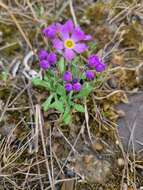 Primula borealis Duby resmi