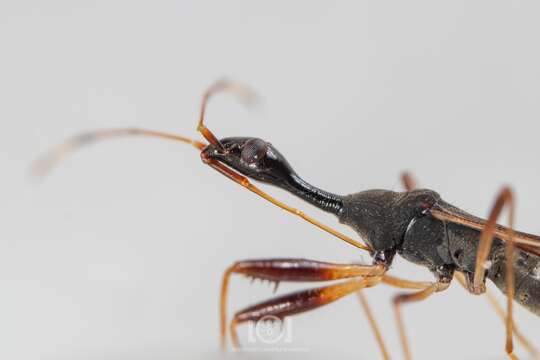 Image of Myodocha annulicornis Blatchley & W. S. 1926