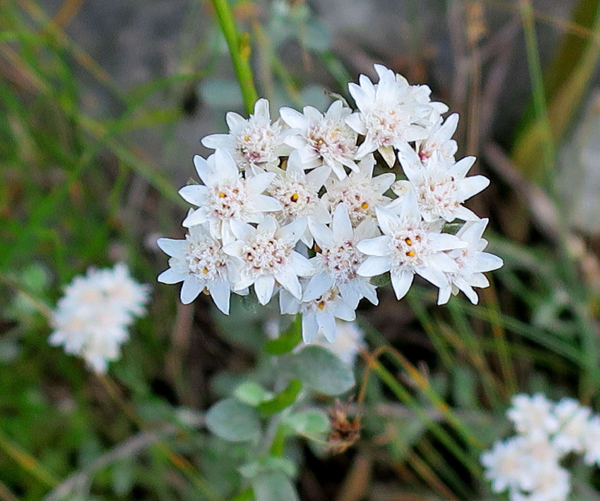 Image of Langebergia canescens (DC.) A. A. Anderberg