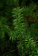 Podocarpus acutifolius Kirk resmi