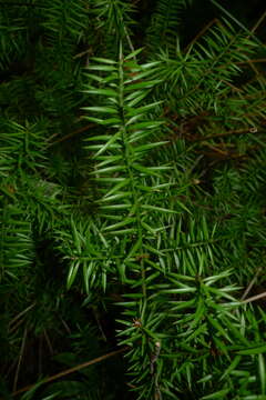 Podocarpus acutifolius Kirk resmi