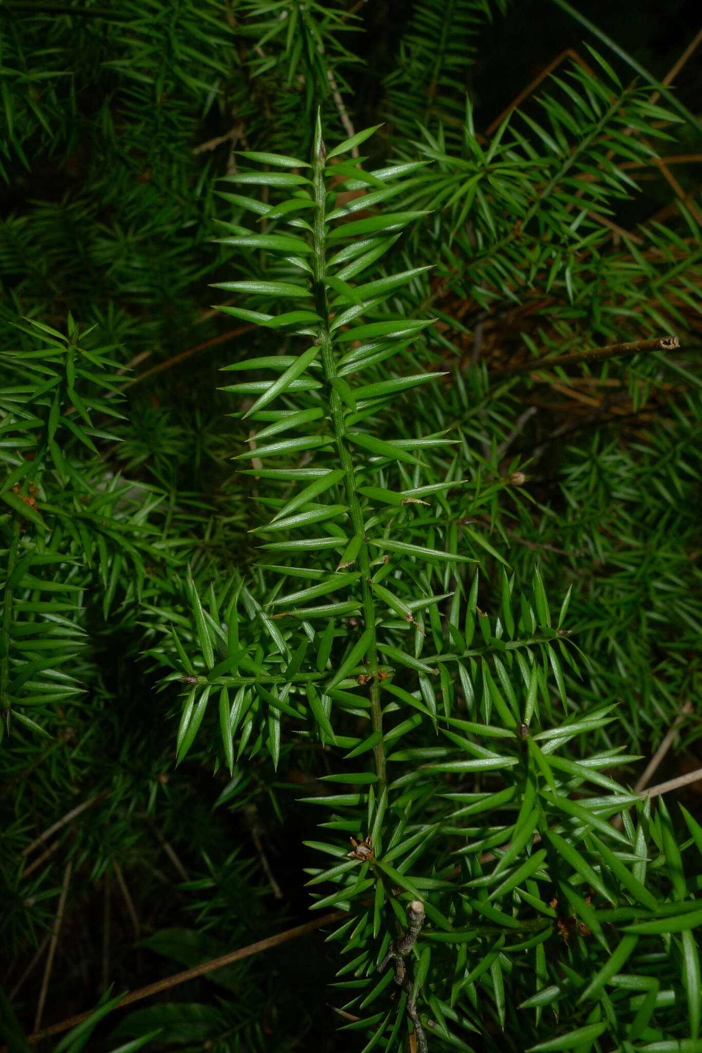 Image of Needle-leaved Totara