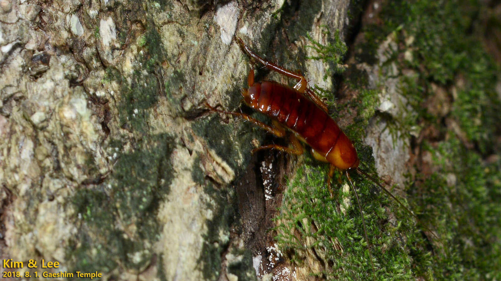 Image of Yamato Cockroach