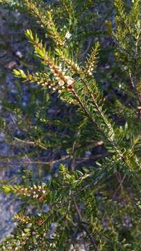 Thryptomene micrantha Hook. fil. resmi