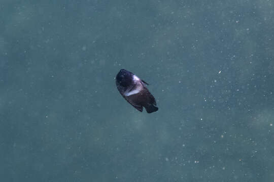 Image of Black Angelfish