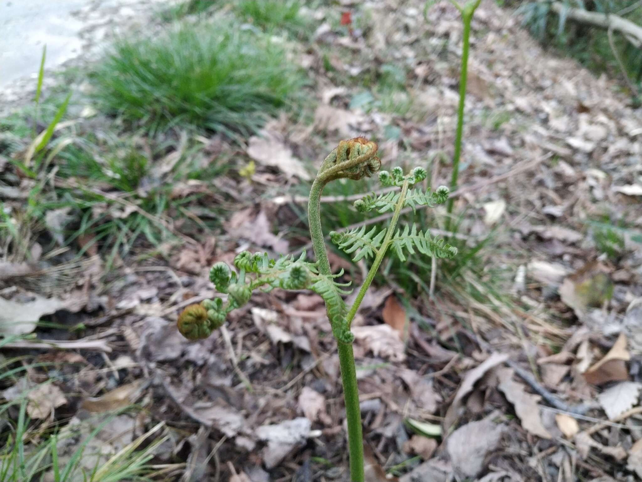 Image of Pteridium aquilinum subsp. aquilinum