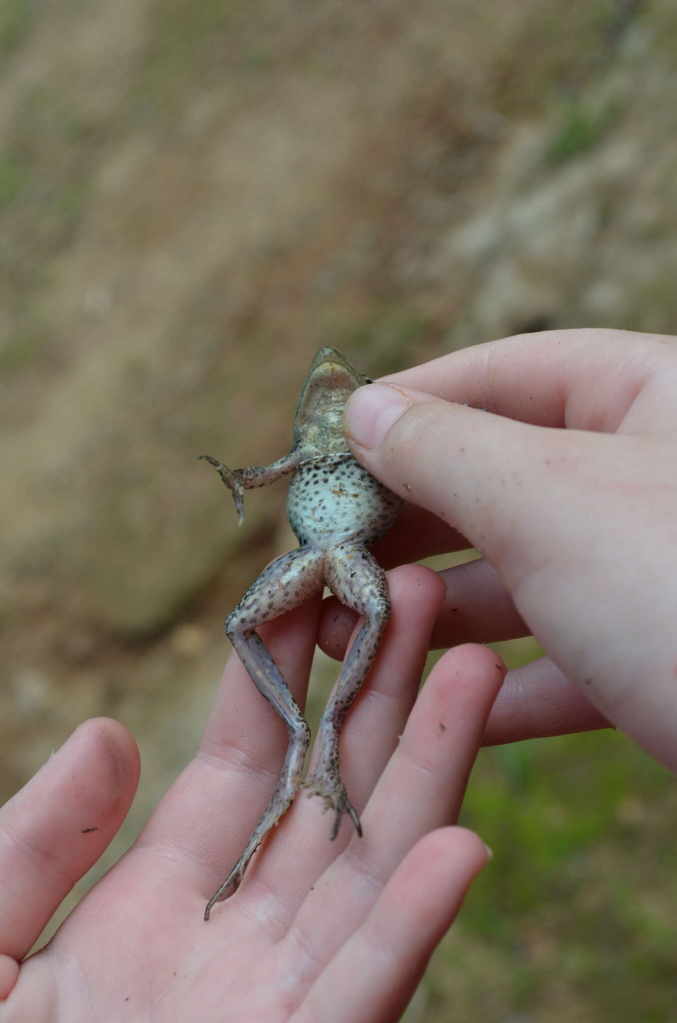 Image of Darling's frog