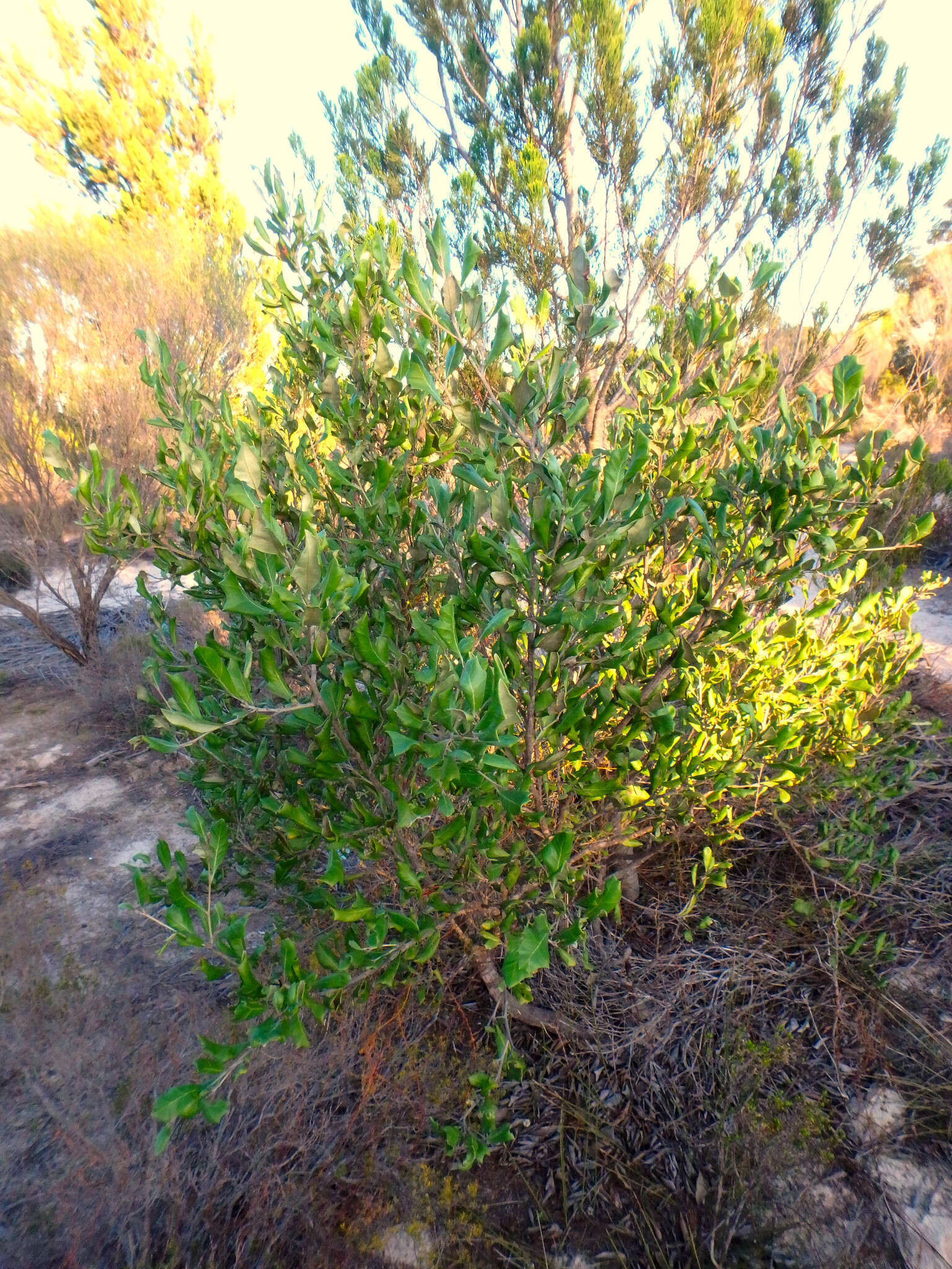 Image of Grevillea ilicifolia (R. Br.) R. Br.