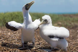 Image of Masked Booby