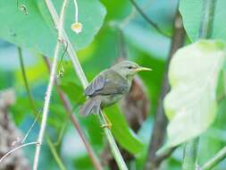 Image of Palau Bush Warbler