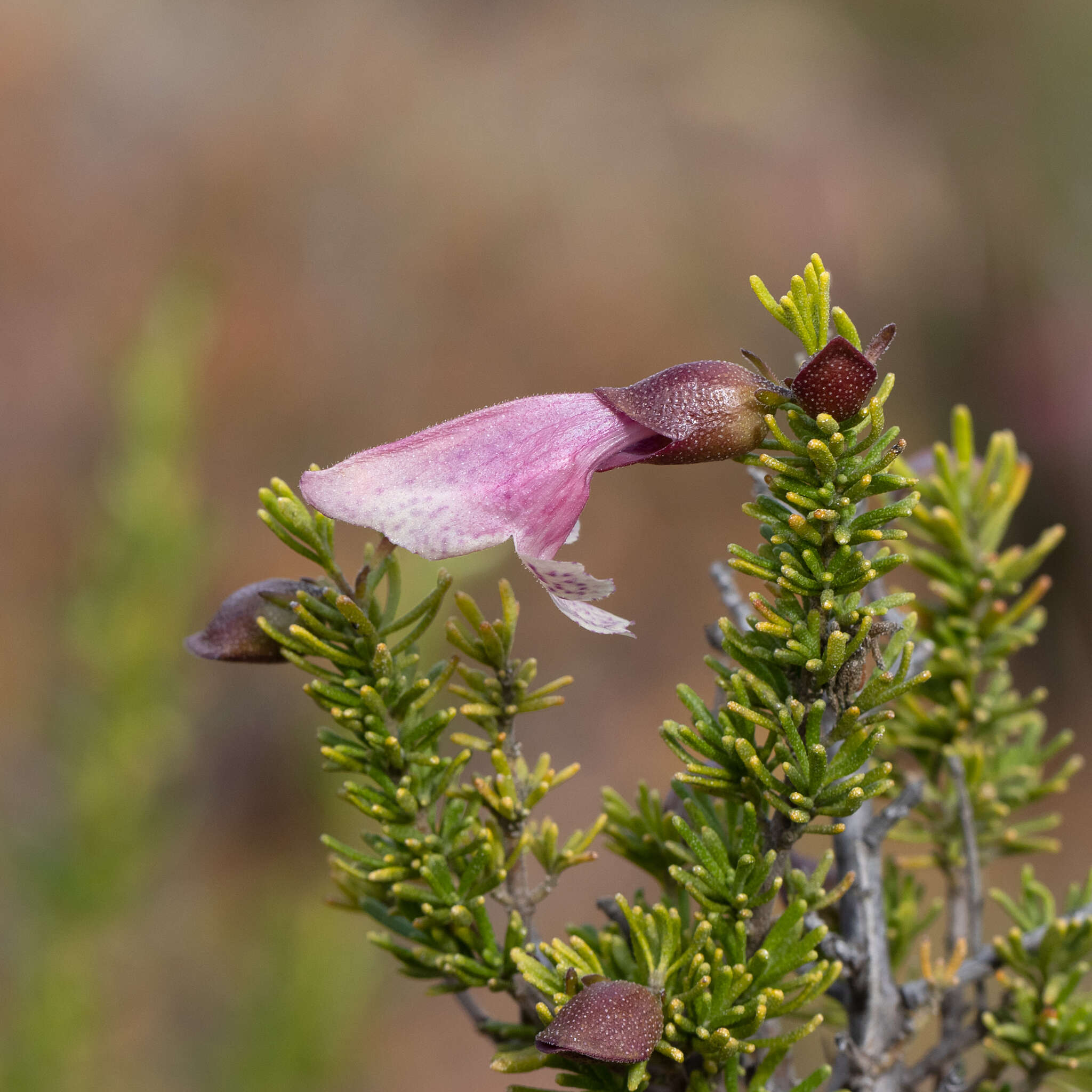 Image of Prostanthera florifera B. J. Conn