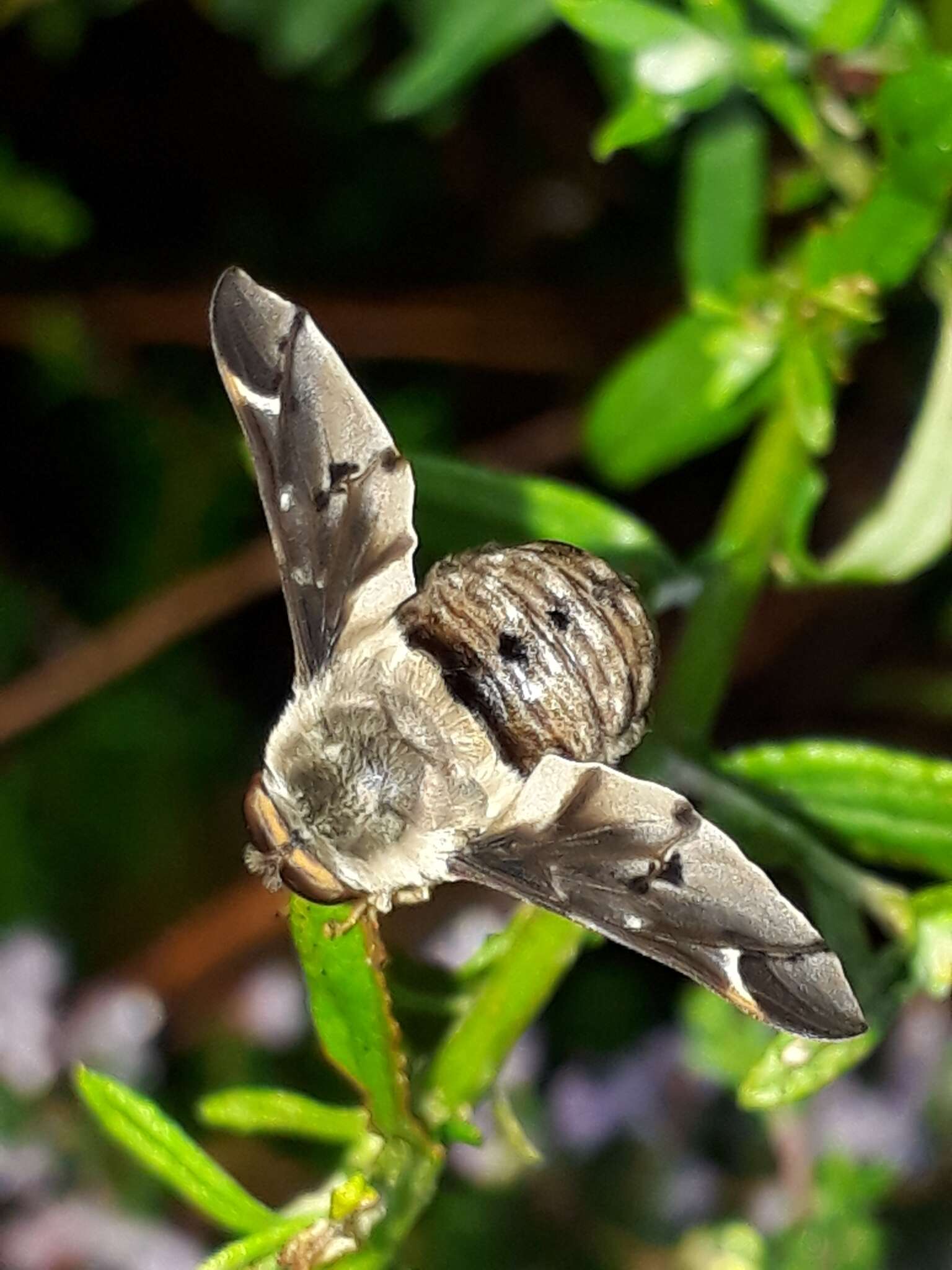 Atriadops vespertilio (Loew 1858)的圖片