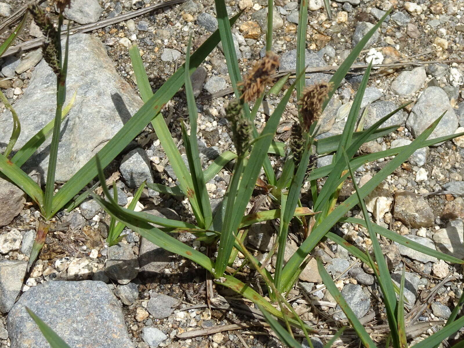 Image of Ranunculus pyrenaeus L.