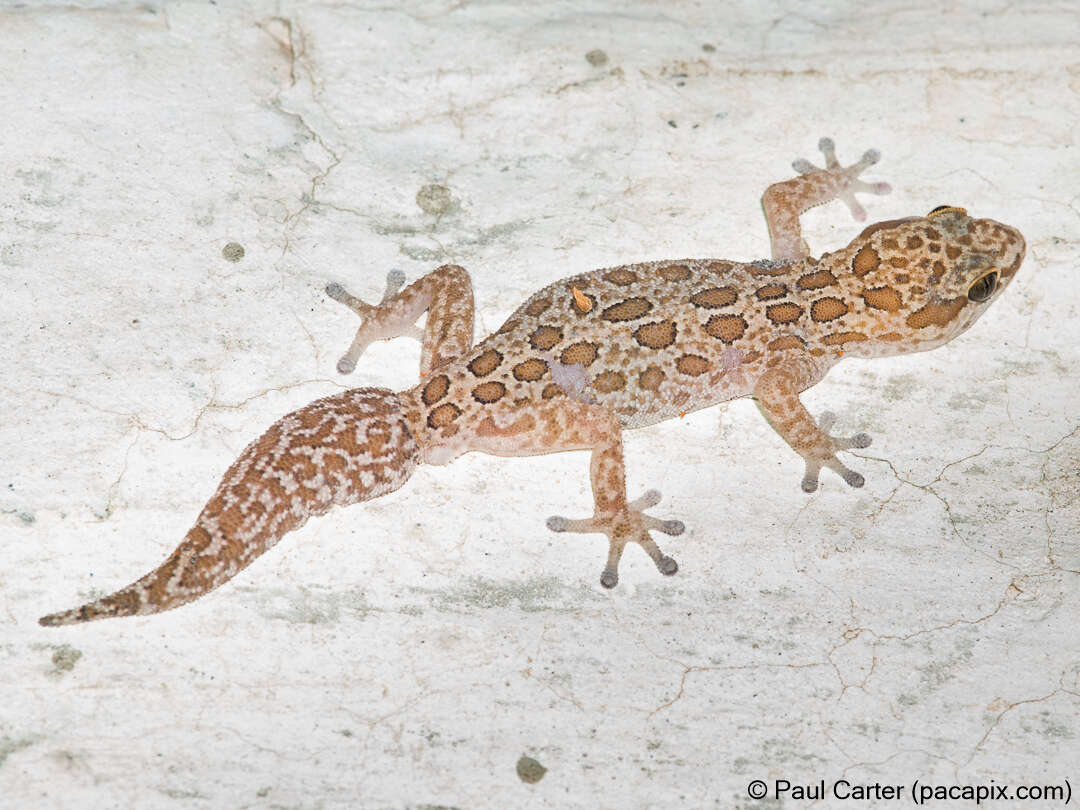 Image of Inland Thick-toed Gecko