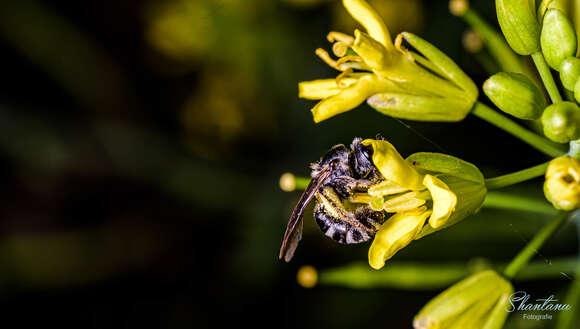 Image of Lasioglossum albescens (Smith 1853)