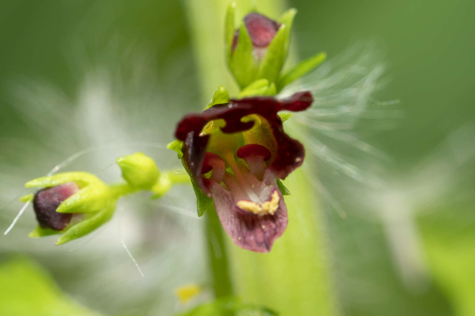 Imagem de Scrophularia peregrina L.