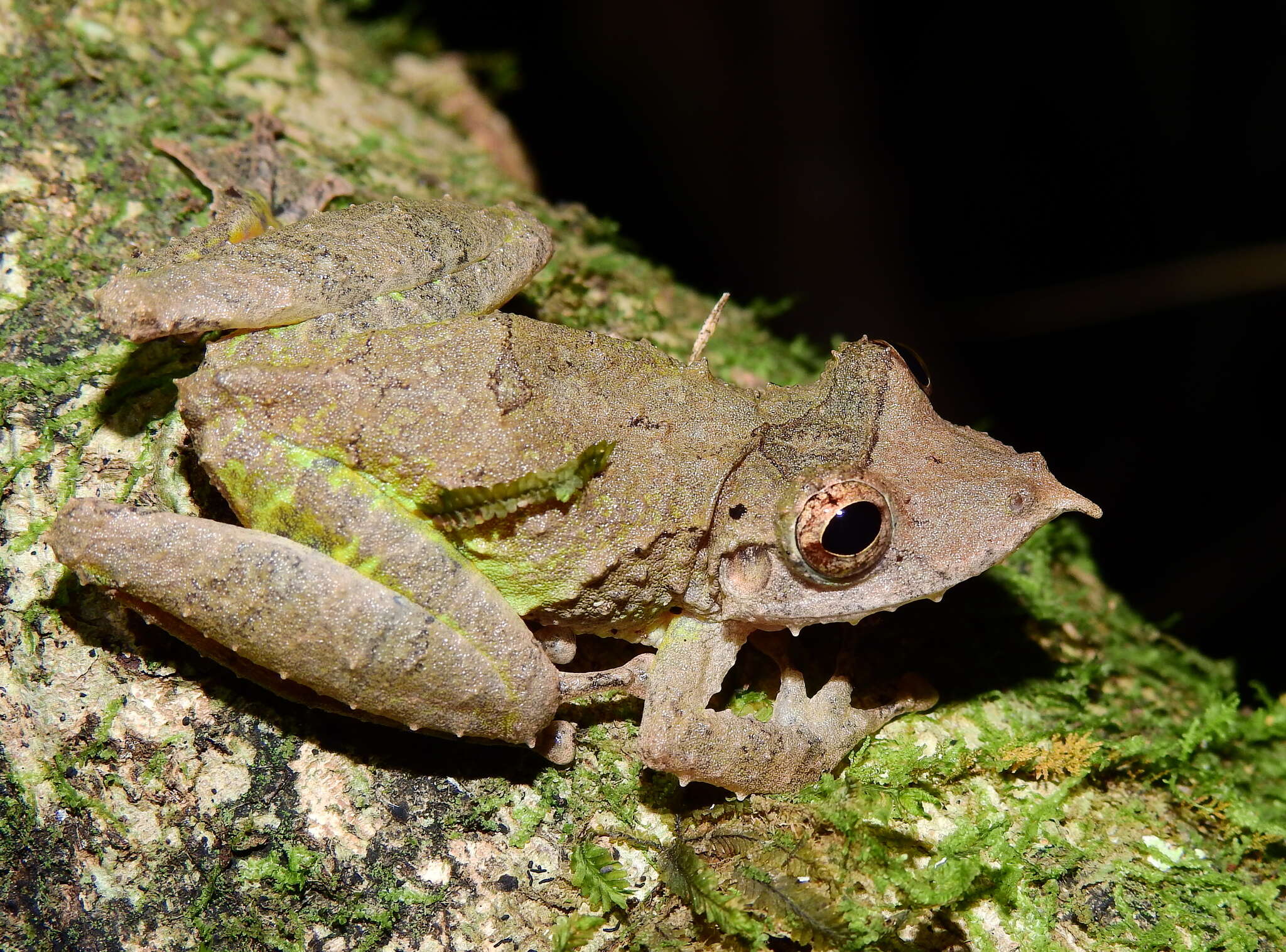 Sivun Scinax proboscideus (Brongersma 1933) kuva